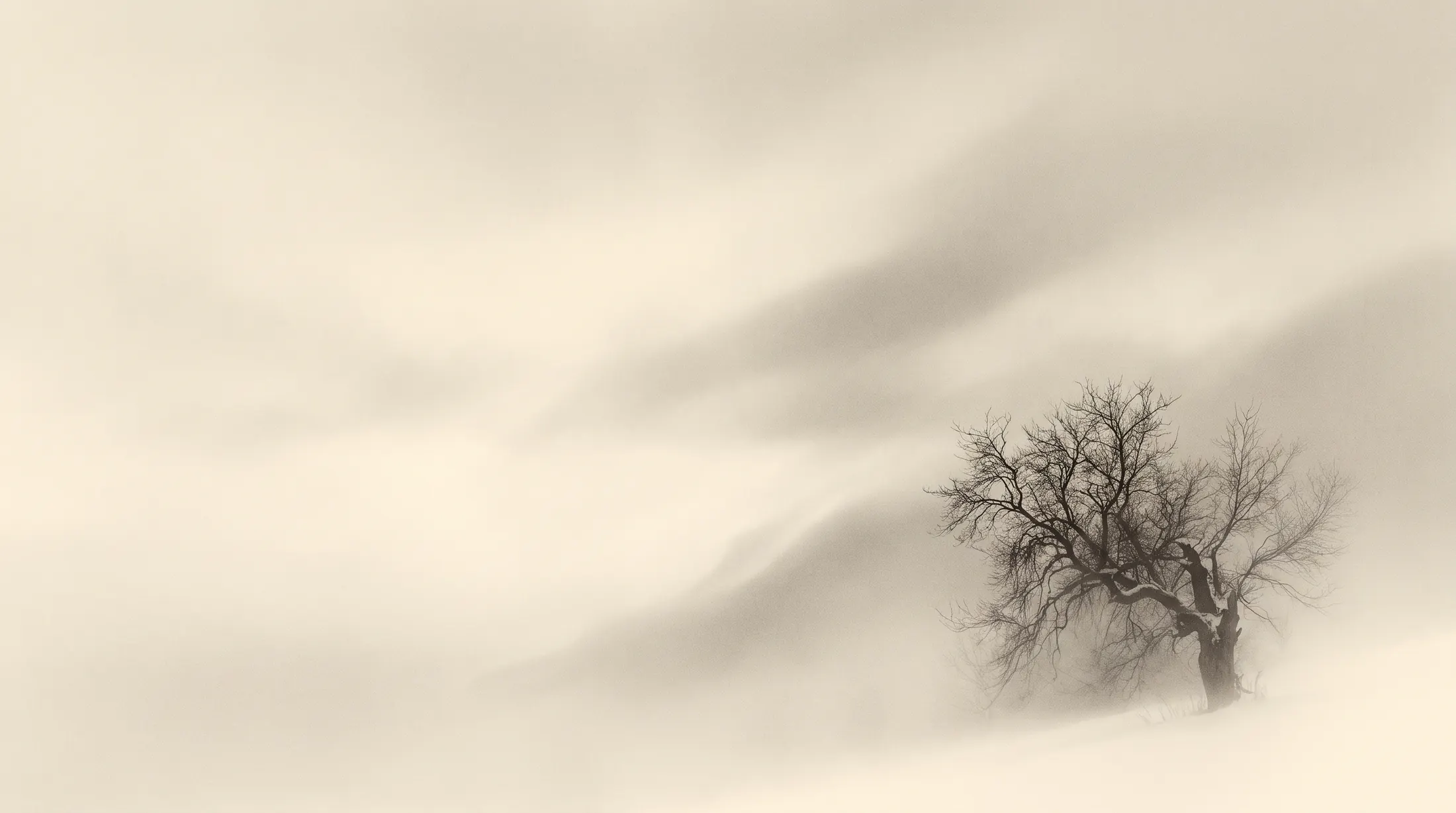 Ein einzelner kahler Baum im Nebel, der Rest des Bildes ist leere helle Fläche